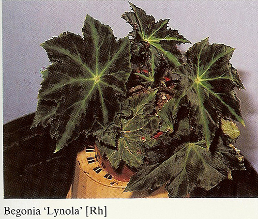 B. ‘Lynola’